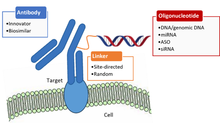 Antibody Oligonucleotide Conjugates Clinical Manufacturing A New