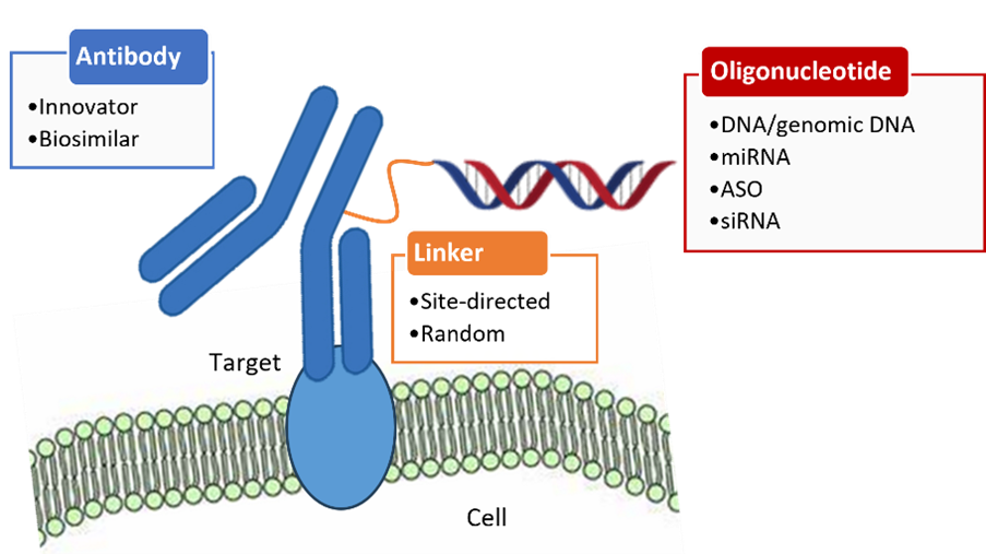 Scheme of antibody oligonucleotide conjugates. miRNA: microRNA, ASO: antisense, siRNA: small interfering RNA. 
